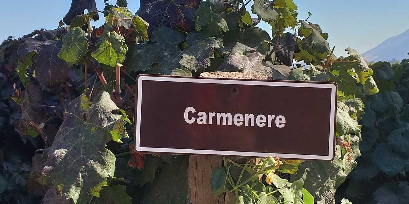 Carmenere Sign