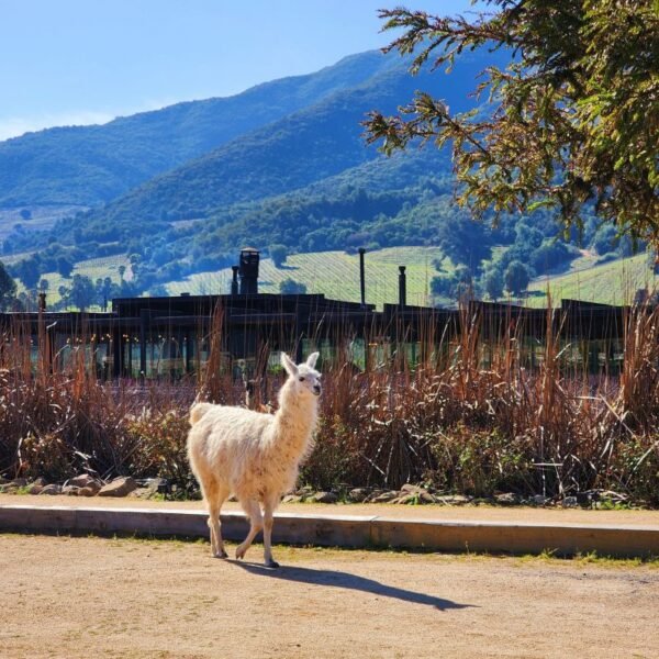 A white llama walking along a vineyard road at Montes Winery, Colchagua Valley, Chile